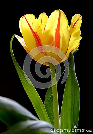 Illustration â€“ closeup composition of blooming Botanic Tulip Stock Photo